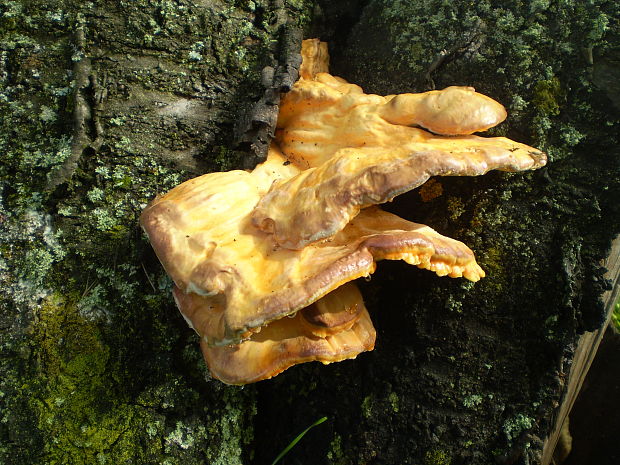 sírovec obyčajný Laetiporus sulphureus (Bull.) Murrill