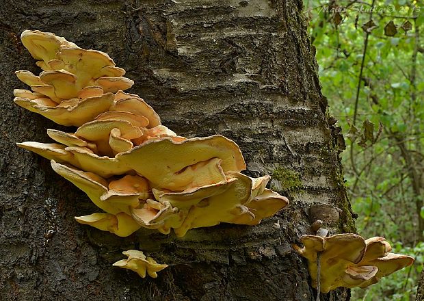 sírovec obyčajný Laetiporus sulphureus (Bull.) Murrill