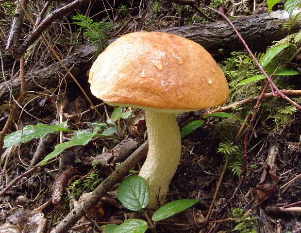 kozák osikový Leccinum albostipitatum den Bakker & Noordel.