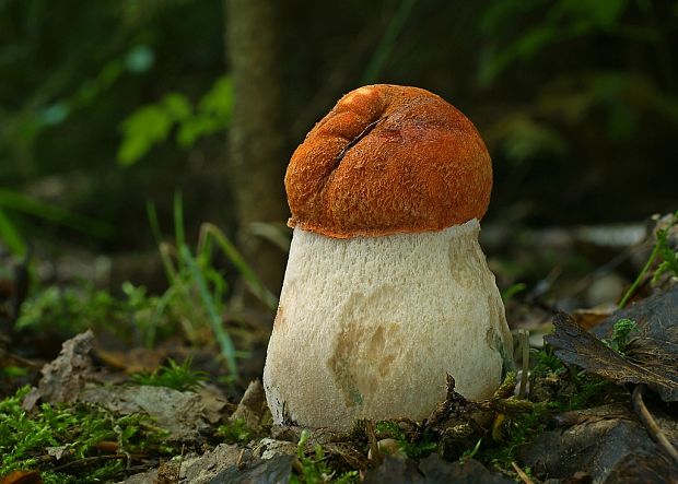 kozák osikový Leccinum albostipitatum den Bakker & Noordel.