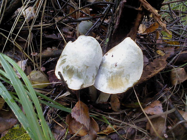 kozák biely Leccinum holopus (Rostk.) Watling