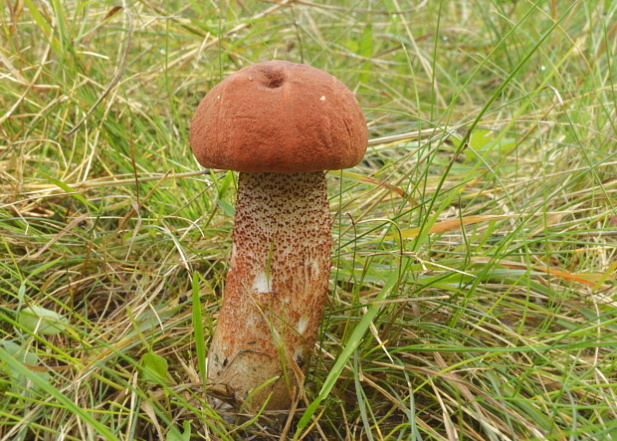 kozák Leccinum sp.