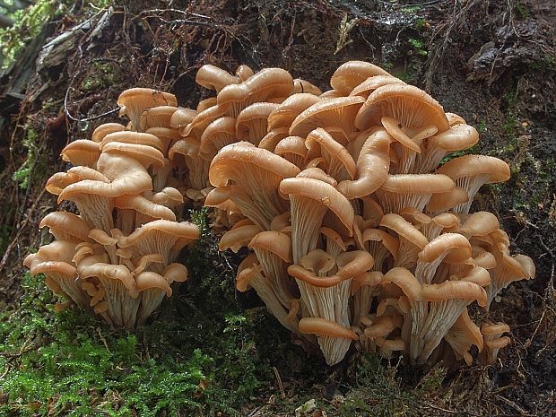 húževnatček ulitovitý Lentinellus cochleatus (Pers.) P. Karst.