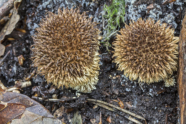 prášnica pichliačová Lycoperdon echinatum Pers.