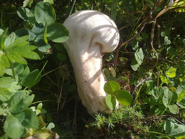 rozpadavec stopkatý Lycoperdon excipuliforme (Scop.) Pers.