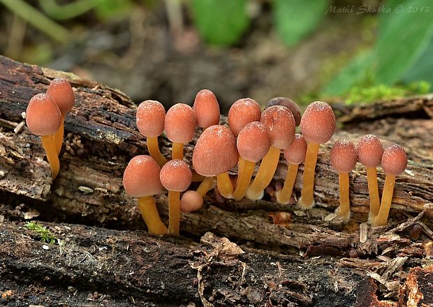 prilbička žltohlúbiková Mycena renati Quél.