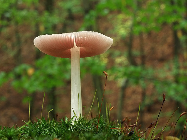 prilbička ružovkastá Mycena rosea Gramberg