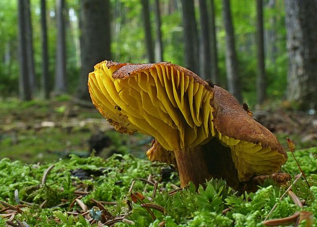 lupeňopórovec hnedožltý Phylloporus pelletieri (Lév.) Quél.