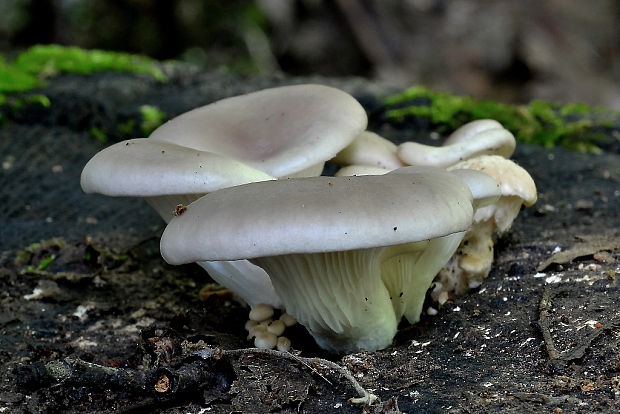 hliva ustricovitá Pleurotus ostreatus (Jacq.) P. Kumm.