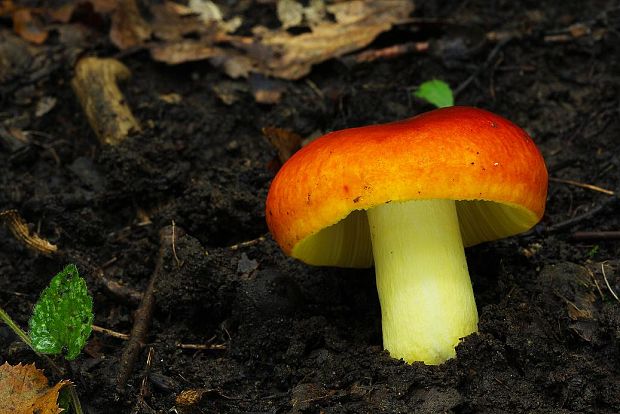 plávka zlatožltá Russula aurea Pers.