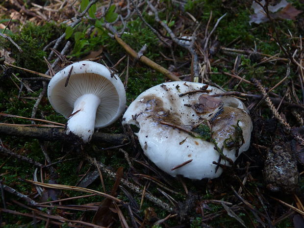 plávka hustolupeňová Russula densifolia Secr. ex Gillet