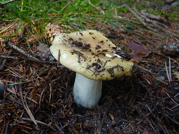 plávka hlinovožltá Russula ochroleuca Fr.