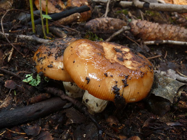 plávka  Russula sp.