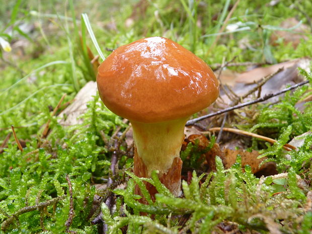 masliak smrekovcový Suillus grevillei (Klotzsch) Singer