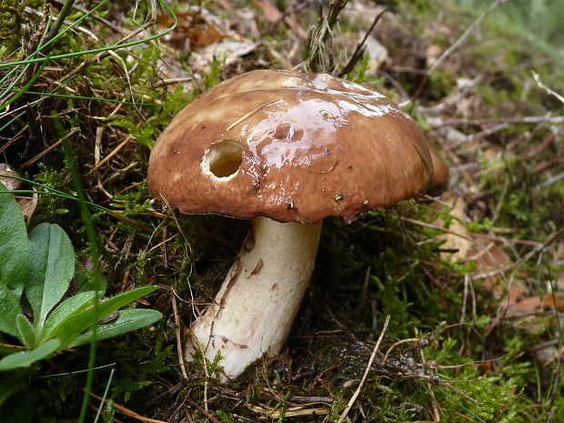 masliak obyčajný Suillus luteus (L.) Roussel