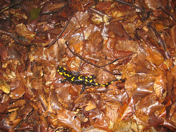 salamandra škvrnitá