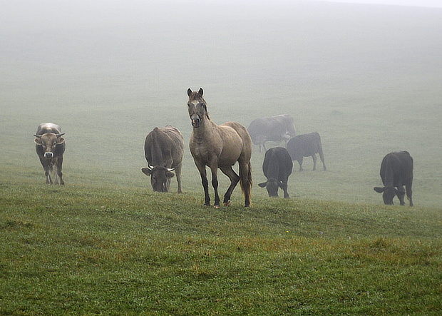 Partička