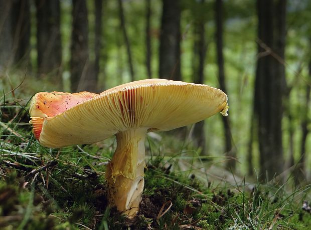 muchotrávka cisárska Amanita caesarea (Scop.) Pers.