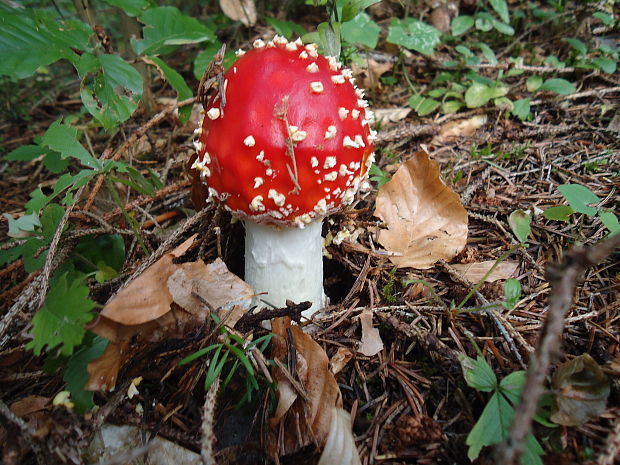 muchotrávka červená Amanita muscaria (L.) Lam.