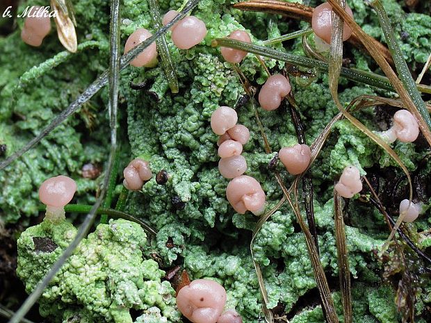 malohubka ryšavá Baeomyces rufus (Huds.) Rebent.