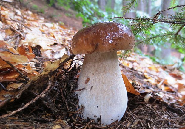 hríb smrekový Boletus edulis Bull.