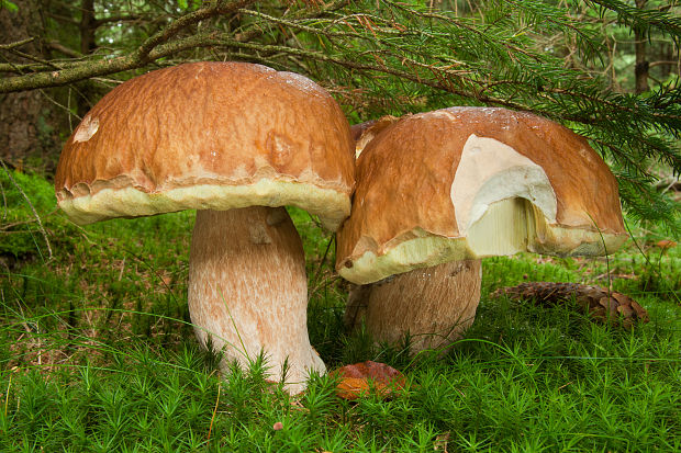 hríb smrekový Boletus edulis Bull.