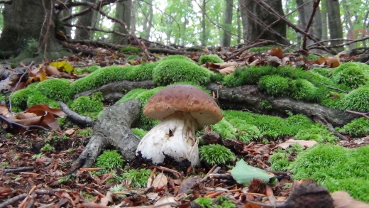 hríb smrekový Boletus edulis Bull.