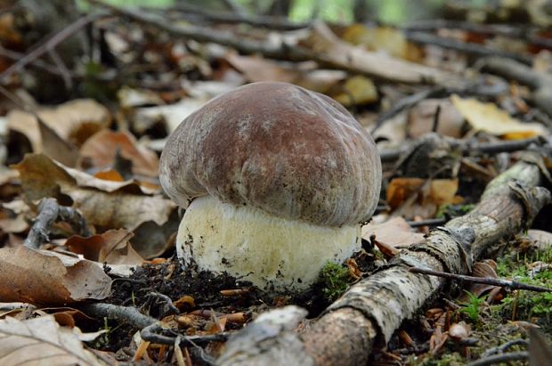 hríb sosnový Boletus pinophilus Pil. et Dermek in Pil.