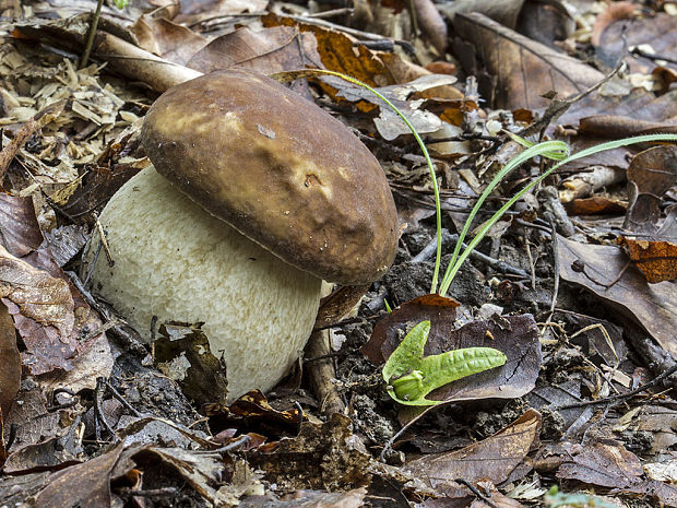 hríb dubový Boletus reticulatus Schaeff.