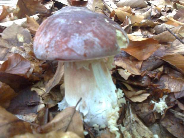 hríb Boletus sp.