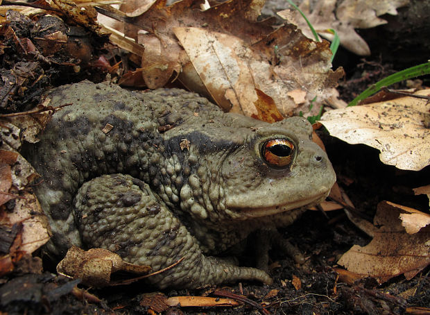 ropucha bradavičnatá Bufo bufo