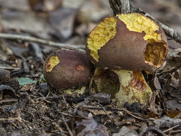 hríb nádherný Butyriboletus fuscoroseus (Smotl.) Vizzini & Gelardi