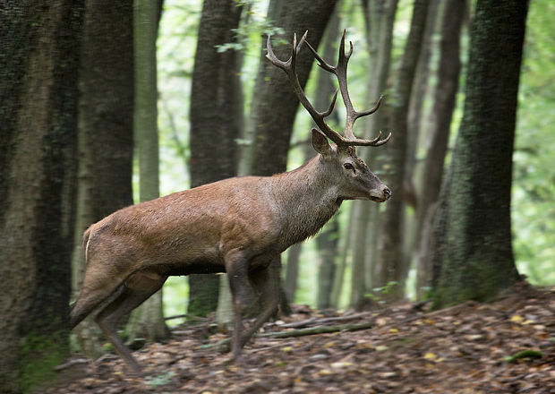 jeleň lesný Cervus elaphus