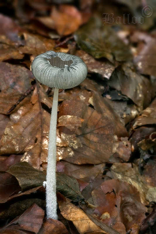 hnojník Coprinellus sp.