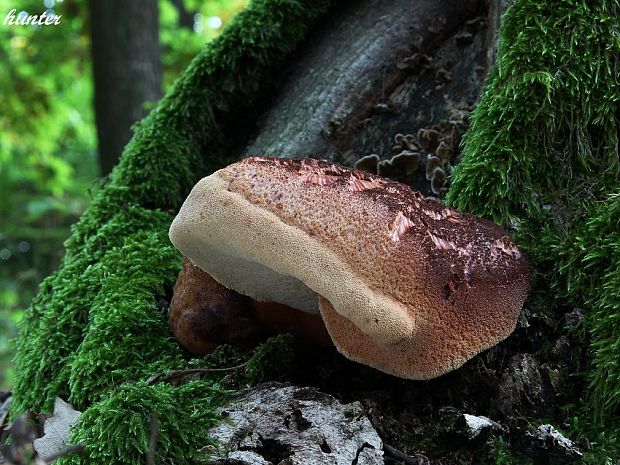 pečeňovec dubový Fistulina hepatica (Schaeff.) With.