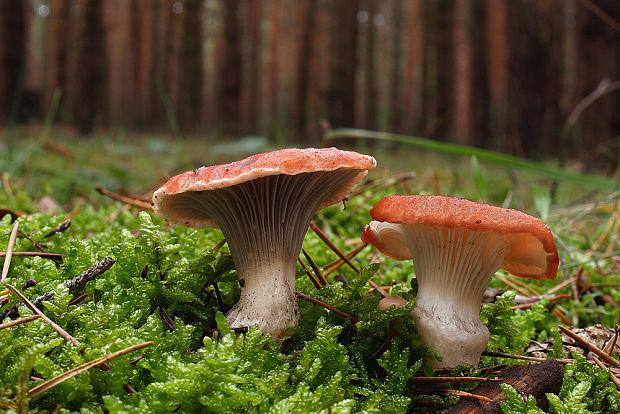 sliziak ružový Gomphidius roseus (Fr.) Oudem.