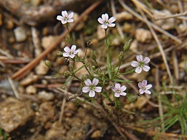 gypsomilka múrová Gypsophila muralis