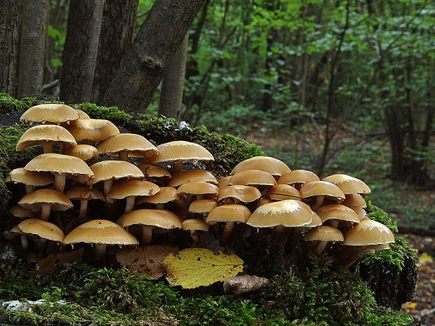 šupinačka menlivá Kuehneromyces mutabilis (Schaeff.) Singer & A.H. Sm.