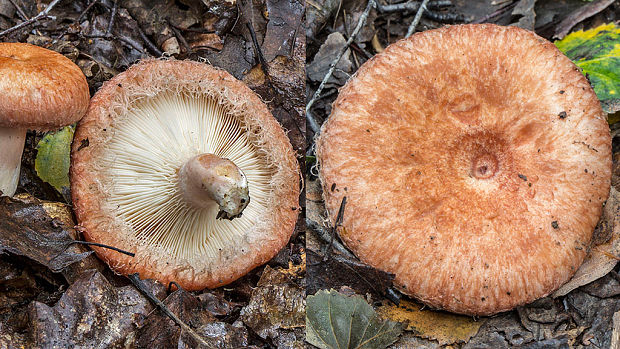 rýdzik kravský Lactarius torminosus (Schaeff.) Gray