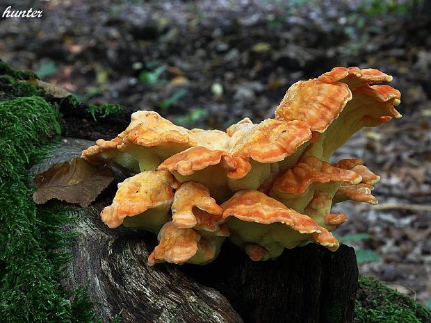 sírovec obyčajný Laetiporus sulphureus (Bull.) Murrill