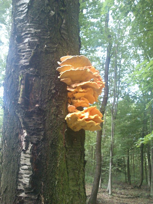 sírovec obyčajný Laetiporus sulphureus (Bull.) Murrill