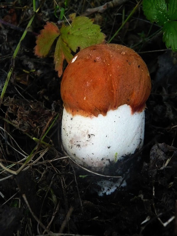 kozák osikový Leccinum albostipitatum den Bakker & Noordel.