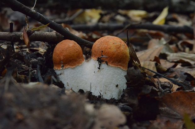 kozák osikový Leccinum albostipitatum den Bakker & Noordel.