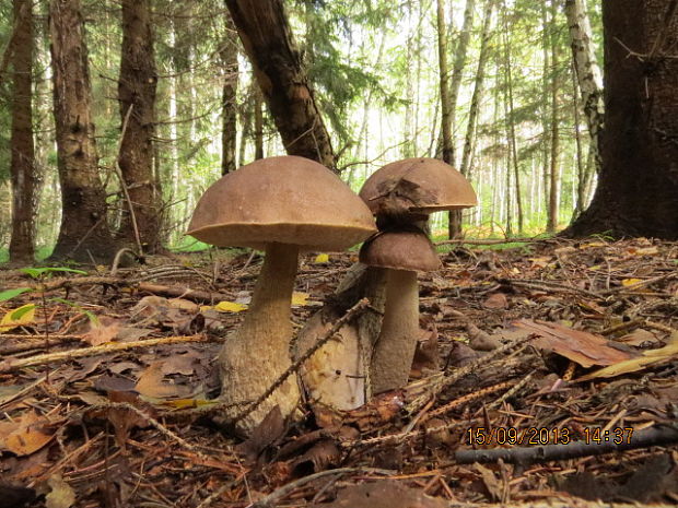 kozák brezový Leccinum scabrum (Bull.) Gray