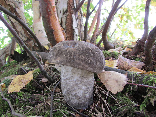 kozák Leccinum sp.