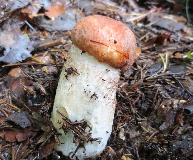 kozák sosnový Leccinum vulpinum Watling