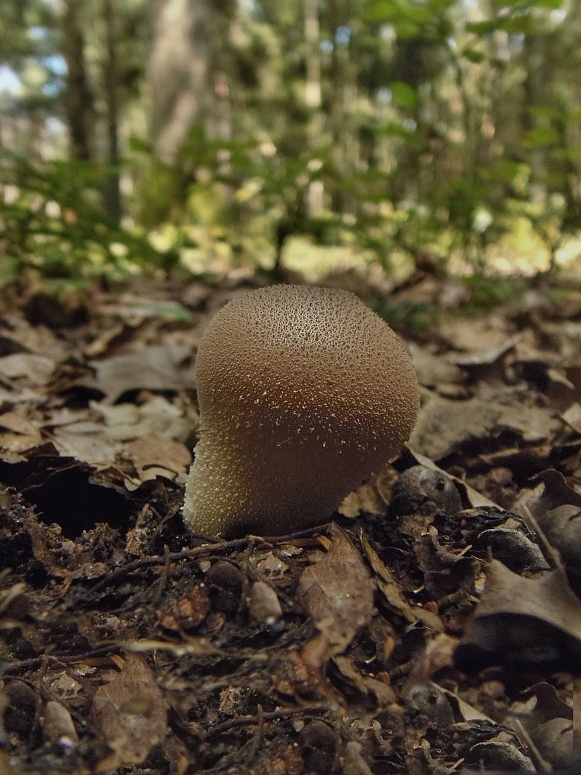 prášnica hnednúca Lycoperdon molle Pers.