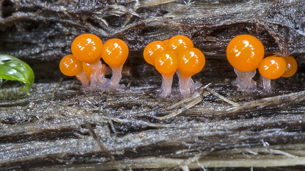 slizovka Myxomycetes