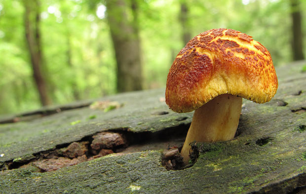 čírovec  Tricholomopsis sp.