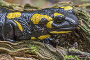 salamandra škvrnitá